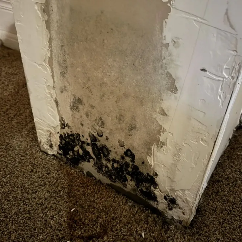 Professional Mold Removal in Montrose, MN